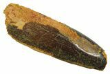 Fossil Sauropod Dinosaur (Titanosaur) Tooth - Morocco #298711-1